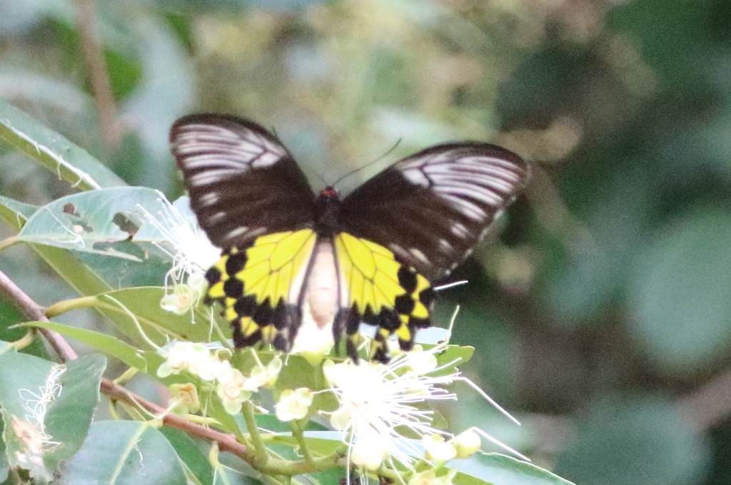 黄裳凤蝶（Troides amphrysus）