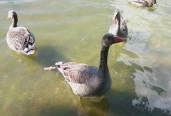Anser anser