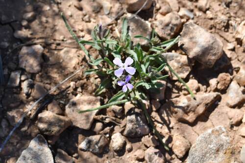 Matthiola lunata (Matthiola lunata)