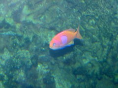 Pseudanthias pleurotaenia