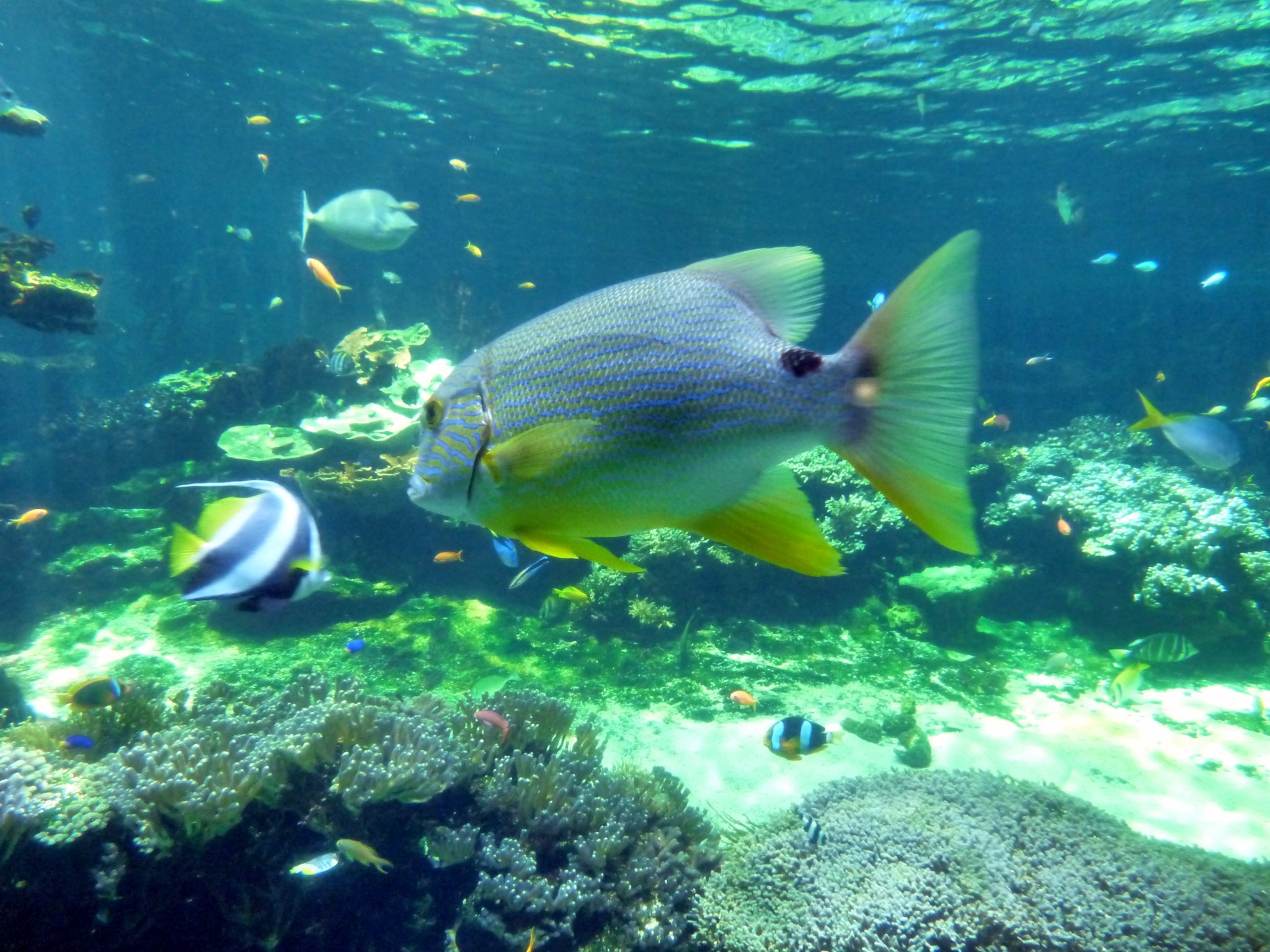 絲棘笛鯛(藍點笛鯛) Symphorichthys spilurus