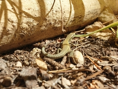 Podarcis muralis