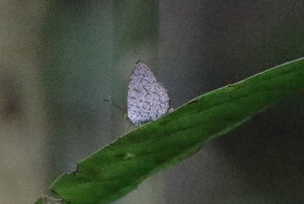 Broad-banded Darkie
