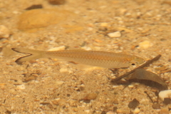 Rasbora caudimaculata