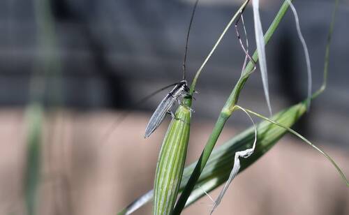 Calamobius filum