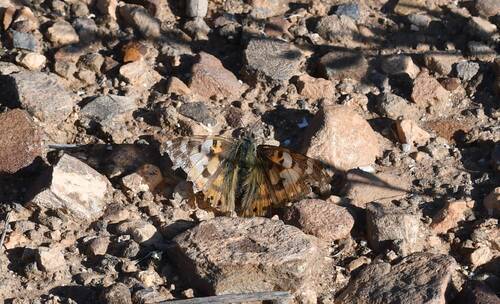 Painted Lady