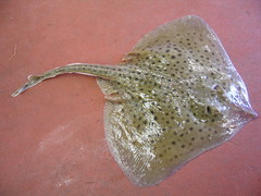Spotted Ray photo 1