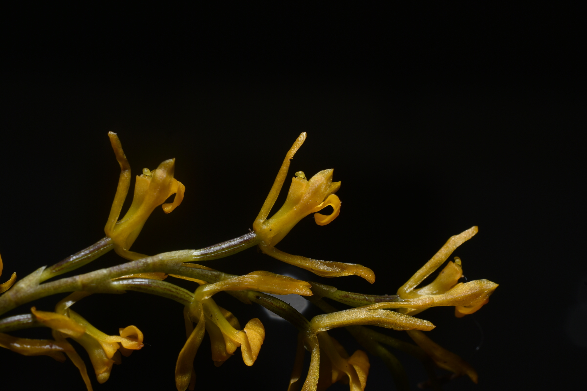 Cyrtochilum aurantiacum (G.Gerlach & T.Franke) Dalström 3
