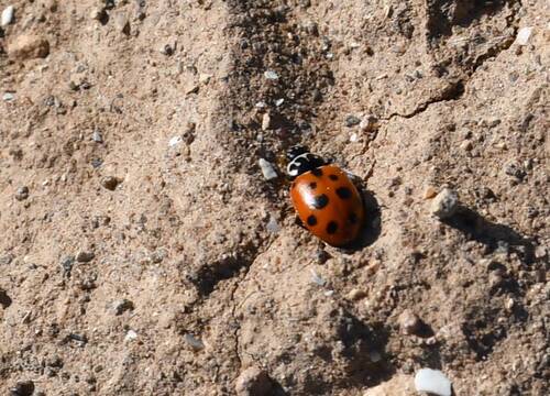 Variegated Lady Beetle
