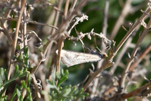 Cornifrons ulceratalis