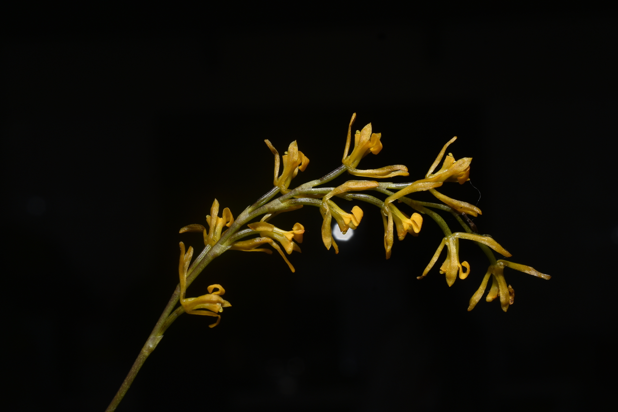 Cyrtochilum aurantiacum (G.Gerlach & T.Franke) Dalström 4