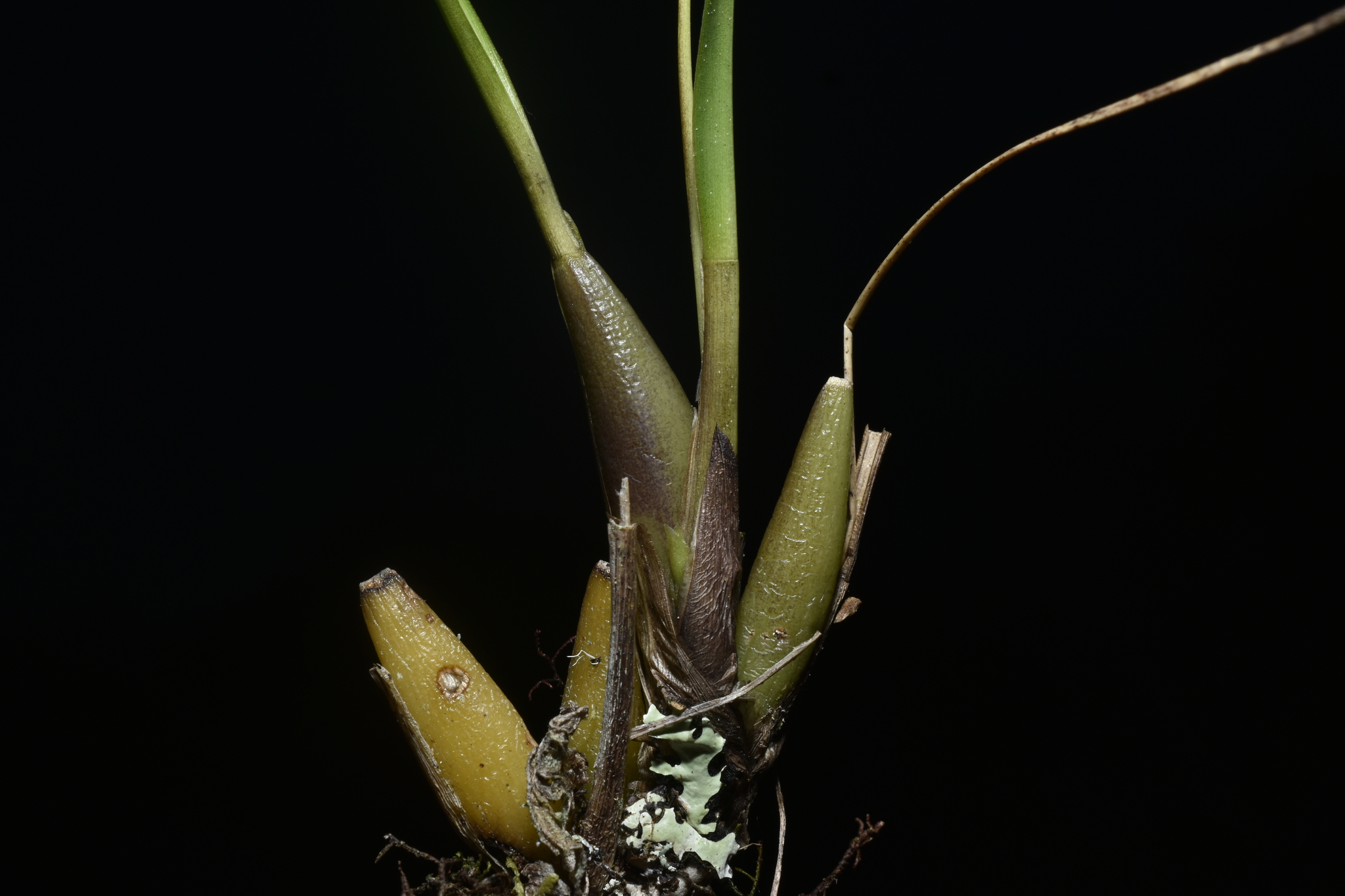 Cyrtochilum aurantiacum (G.Gerlach & T.Franke) Dalström 2