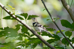 Dendronanthus indicus