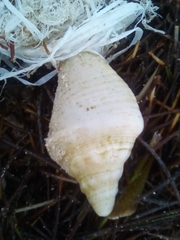 Macrostrombus costatus