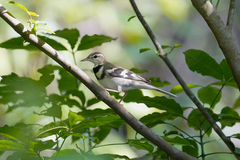 Dendronanthus indicus