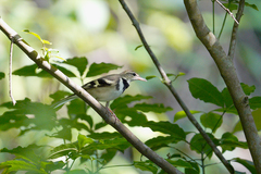 Dendronanthus indicus