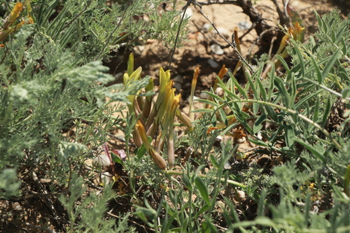 Astragalus macropetalus