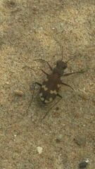 Cicindela hybrida