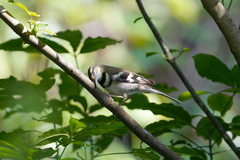 Dendronanthus indicus