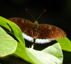 Tanaecia whiteheadi