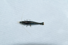 Neocaridina ketagalan