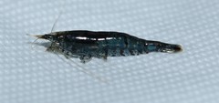 Neocaridina ketagalan