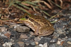 Ranoidea alboguttata