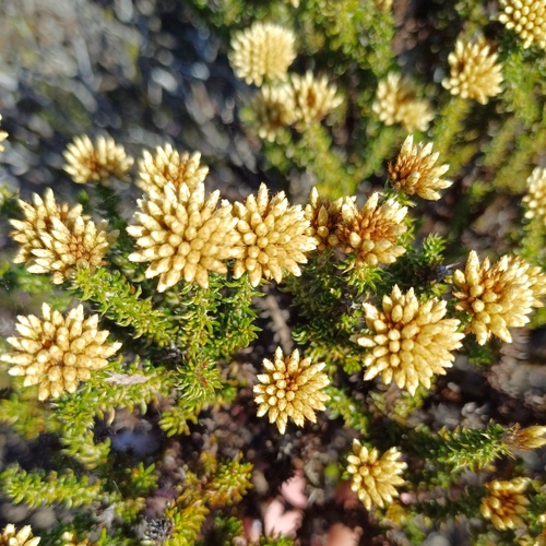Yellow Blombush (Metalasia luteola)