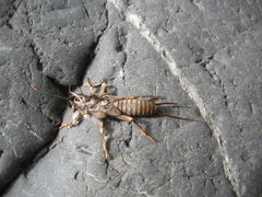Systellognatha