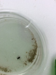 Gerromorpha