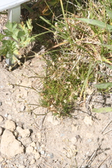 Eremogone capillaris