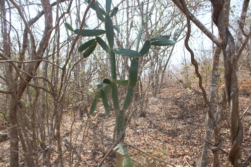 Hummingbird Nopal (Opuntia karwinskiana)