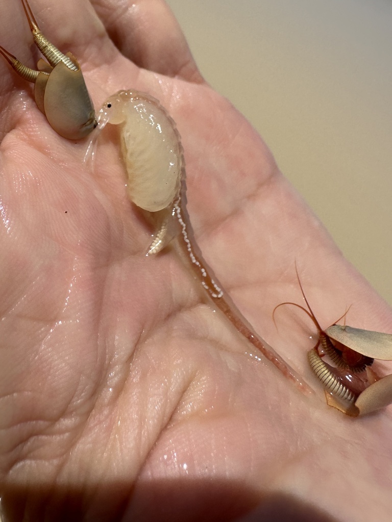 Giant Fairy Shrimp