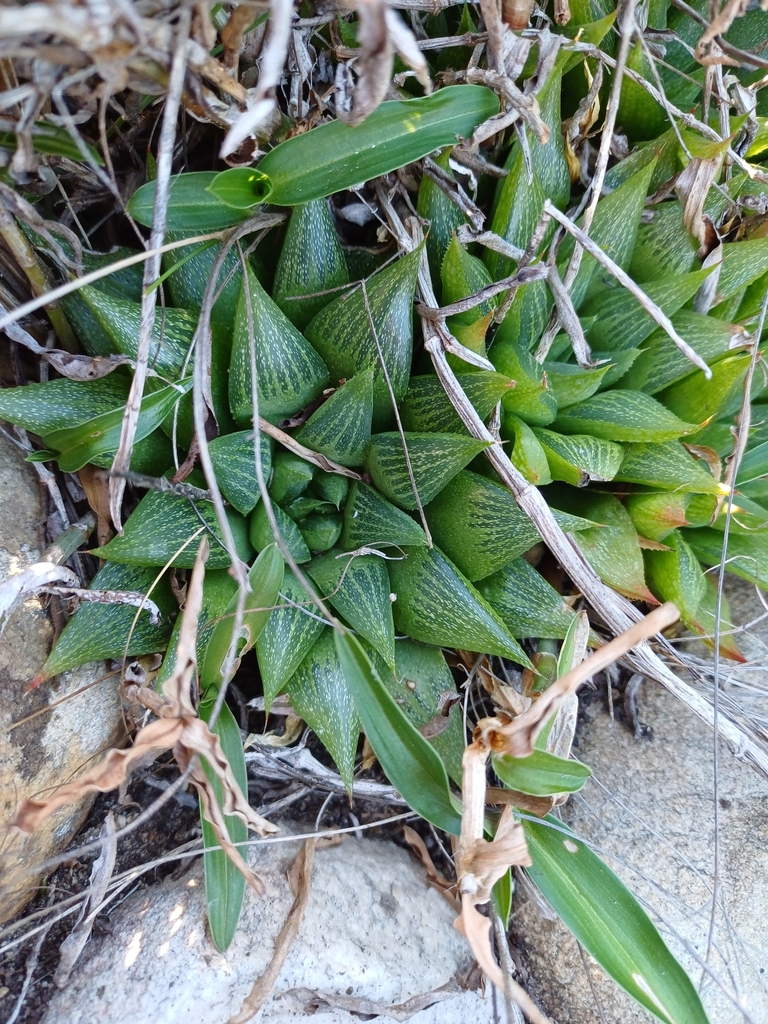 Haworthia turgida, Hessequa Local Municipality, South Africa