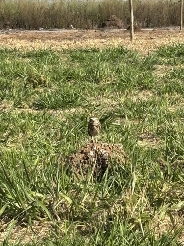 Burrowing Owl