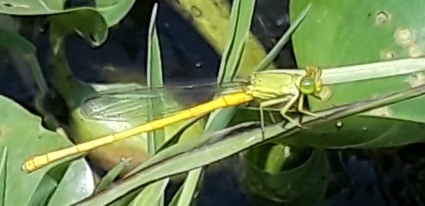 Coromandel Marsh Dart
