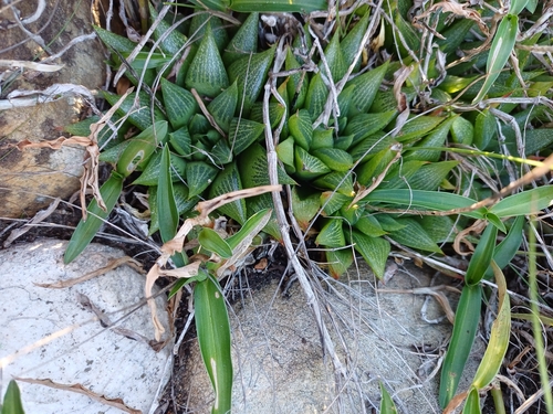 Haworthia turgida