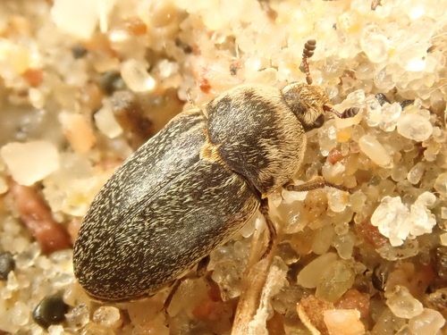 Dermestes frischi Kugelman, 1792