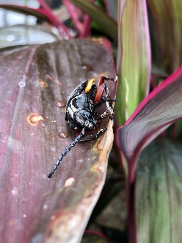 Solenoptera bilineata