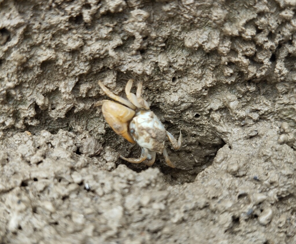 Clay Fiddler Crab