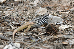 Aspidoscelis scalaris