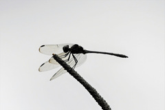 Dythemis nigrescens
