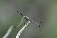 Dythemis nigrescens