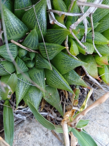 Haworthia turgida