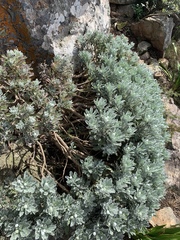Euryops pectinatus pectinatus
