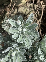 Euryops pectinatus pectinatus