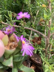 Ruschia promontorii