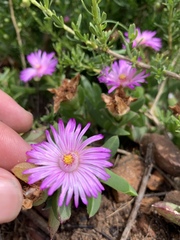 Ruschia promontorii