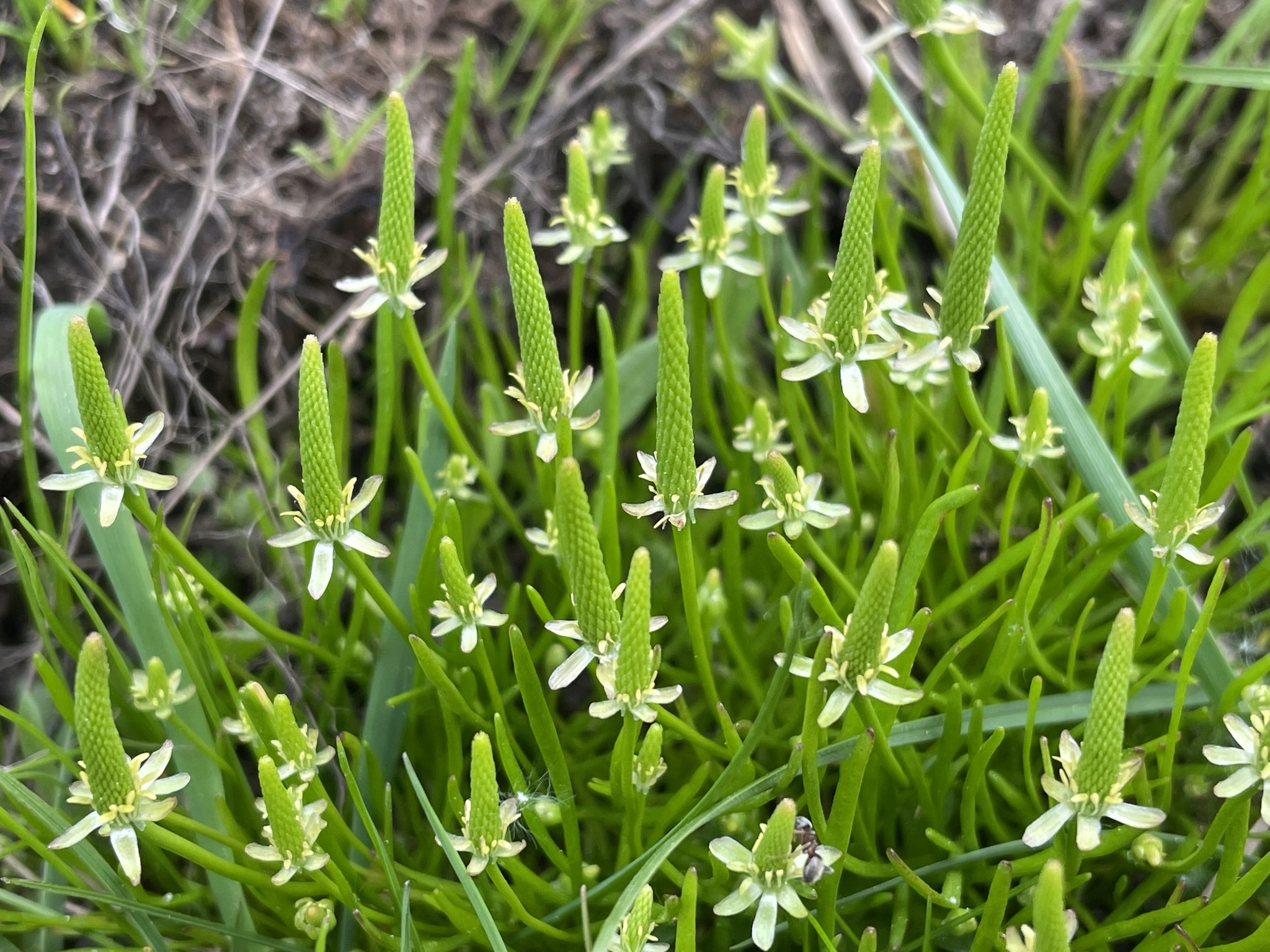Myosurus minimus