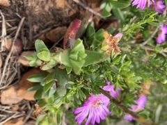 Ruschia promontorii